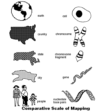 /comparative.JPG